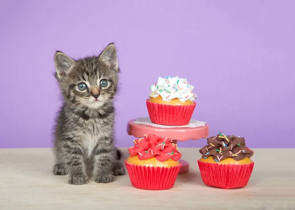 Close Portrait One Adorable Tabby Kitten Sitting Light Wood Floor — Stock Photo, Image