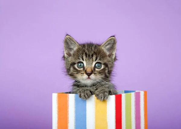Close Portrait One Adorable Tabby Kitten Peeking Out Colorful Striped — Stock Photo, Image