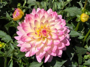 Güneşli bir günde, Meksika ve Orta Amerika 'da yetişen pembe ve krem rengi Dahlia çiçeklerine ve tomurcuklarına yakından bakın..