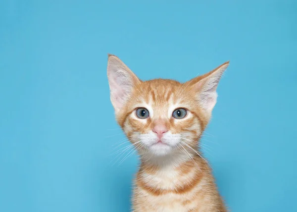 Porträt Eines Orangefarbenen Gestromten Kätzchens Das Neugierig Den Betrachter Anschaut — Stockfoto
