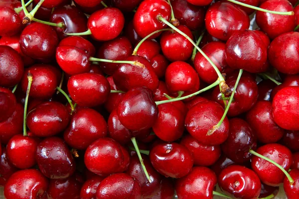 Üst kattaki daire, saplı taze organik Bing Kirazları 'na yakın duruyor. Meyveye su damlası.