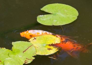 Koi ora ayrıca nishikigoi olarak da bilinir, Amur sazan balığının açık havuzda yüzen renkli bir türüdür..
