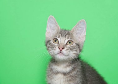 Çizgili bir kedinin portresi geniş gözlerle izleyiciye bakıyor, şaşırmış bir ifade. Kopyalama alanı olan yeşil arkaplan.