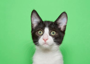 Smokin giymiş bir kedi yavrusunun portresi geniş gözlerle izleyiciye bakıyor, şaşırmış bir ifade. Kopyalama alanı olan yeşil arkaplan.