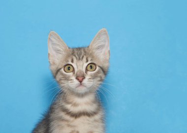 Çizgili bir kedinin portresi geniş gözlerle izleyiciye bakıyor, şaşırmış bir ifade. Kopyalama alanı olan mavi arkaplan.