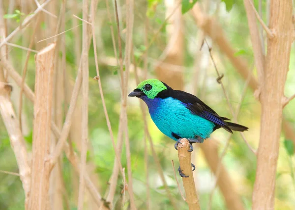 Ein Lebendiger Paradise Tanager Ein Farbenprächtiger Mittelgroßer Singvogel Der Auf — Stockfoto