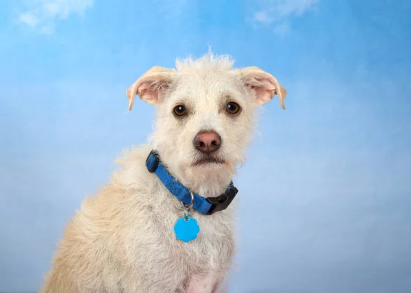 Ritratto Adorabile Cucciolo Jack Russell Terrier Che Indossa Colletto Blu — Foto Stock