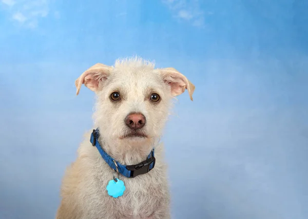 一个可爱的杰克罗素Terrier混合小狗的肖像身穿蓝色领子直接看着观众 蓝天般的背景 — 图库照片