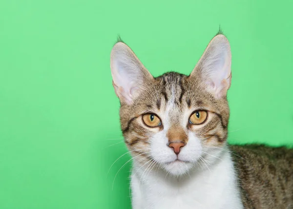 Retrato Gatito Tabby Blanco Bronceado Gris Mirando Directamente Espectador Fondo — Foto de Stock