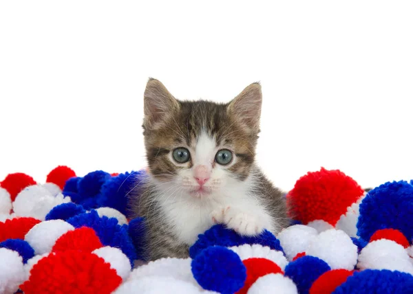 Adorable White Grey Polydactyl Tabby Kitten Laying Red White Blue — Stock Photo, Image