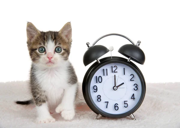 Gray White Polydactyl Kitten Sitting Sheepskin Blanket Next Clock Set — 스톡 사진