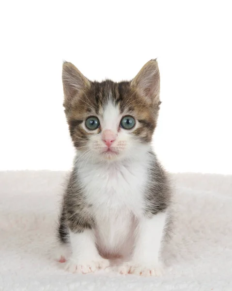 Adorable Gatito Polydactyl Gris Blanco Sentado Manta Piel Oveja Mirando — Foto de Stock