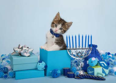 Sevimli gri ve beyaz polidaktil kedi yavrusu Hanuka bayramı için menoranın yanındaki mavi hediye kutusundan çıkıyor. Açık mavi arkaplan. Hayvan maskaralıkları eğlenceli tatil teması.