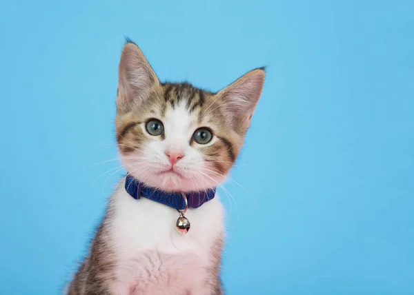 Porträt Eines Braun Weiß Gestromten Kätzchens Mit Blauem Halsband Und — Stockfoto
