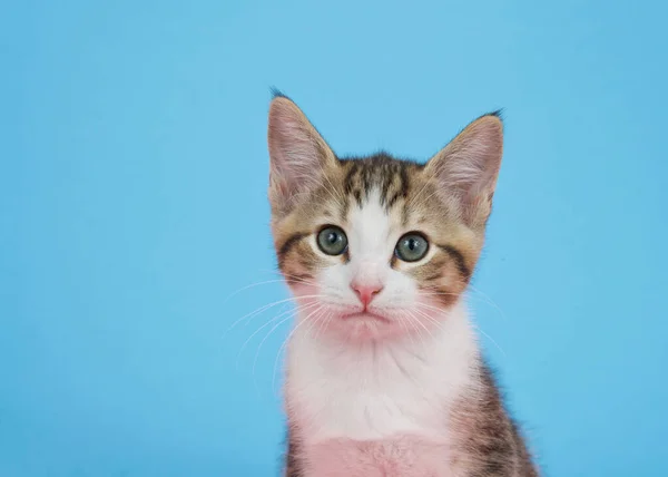 Retrato Gatinho Mesa Marrom Branco Olhando Diretamente Para Espectador Com — Fotografia de Stock