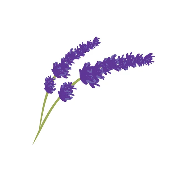 Lavendel Blumen Design Illustration Vektor Eps Format Passend Für Ihre — Stockvektor