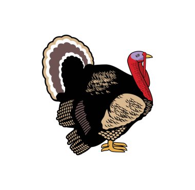 Türkiye tasarım illüstrasyonu, tasarım ihtiyaçlarınıza uygun, t-shirt, logo, illüstrasyon, animasyon, vb..