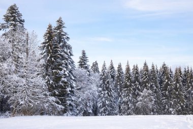 Kış manzaralı ağaçlar soğuk kış günlerinde kar taneleriyle kaplıdır. Avrupa 'da kışın İsviçre' de yüksek dağlar, seyahat ve tatil..