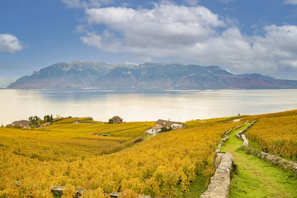 Vysokoúhlé Výhledy Krajinu Podzimní Listy Jezera Vineyard Městě Lausanne Říjnu — Stock fotografie