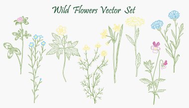 Wild Flowers set clipart