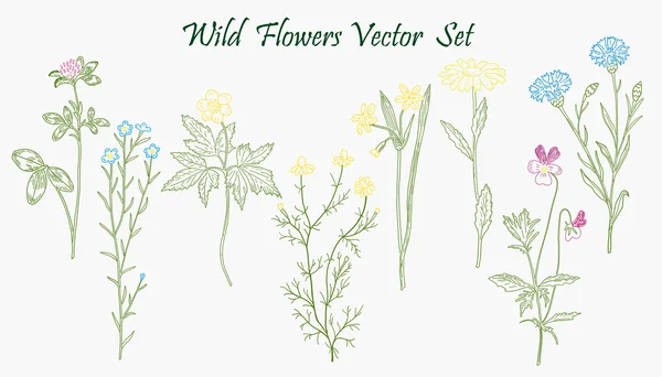 Wilde bloemen set — Stockvector