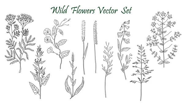 Vilda blommor set — Stock vektor