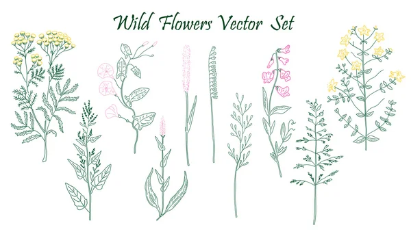 Wilde bloemen set — Stockvector