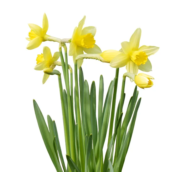 Gele narcissen bloemen — Stockfoto