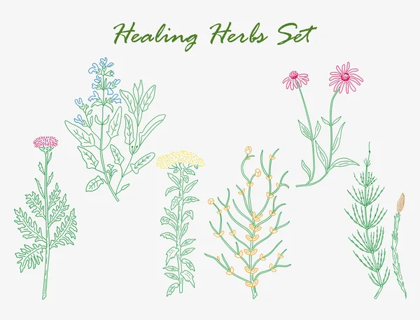 Set herbal penyembuhan - Stok Vektor