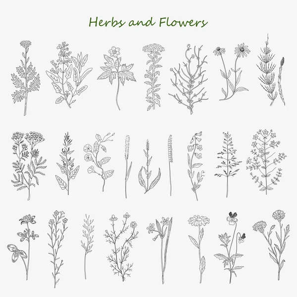 Hierbas y flores — Vector de stock