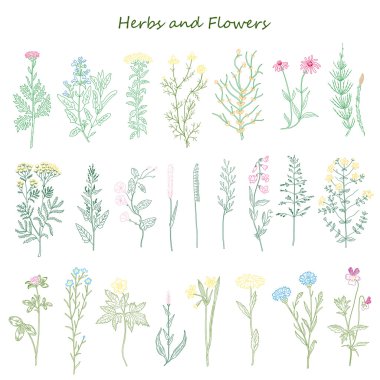 bitkiler ve çiçekler