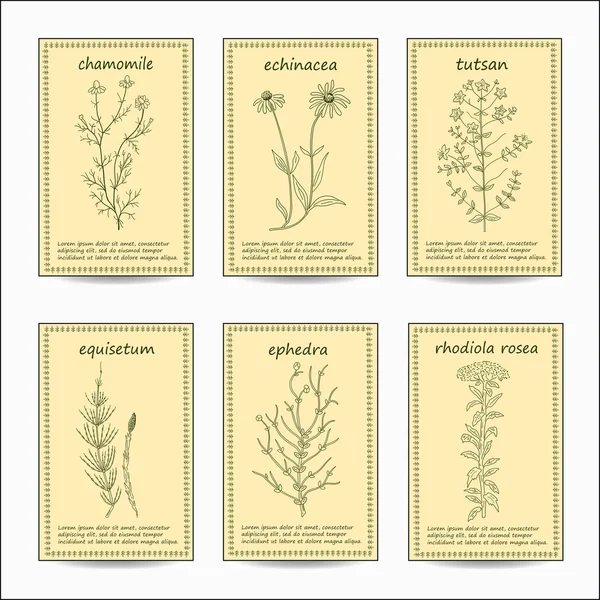 Conjunto de hierbas medicinales. — Vector de stock