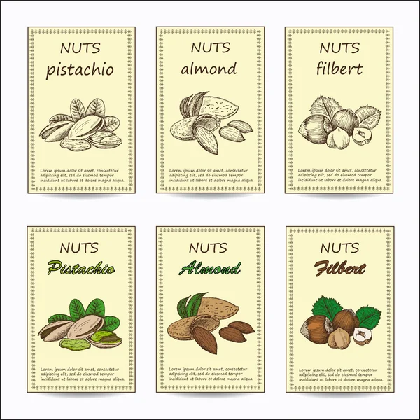 Almond, pistache, hazelaar — Stockvector