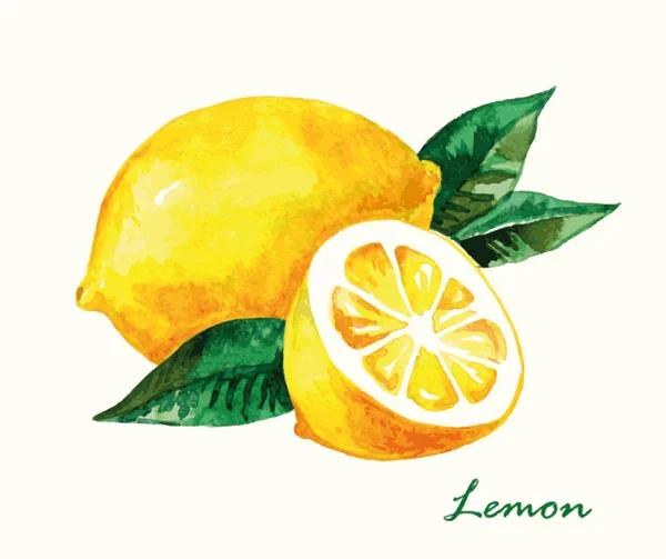 Watercolor lemon. Hand painted — Stock Vector