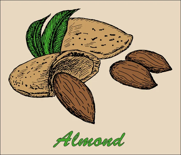 Almendra de frutos secos — Vector de stock