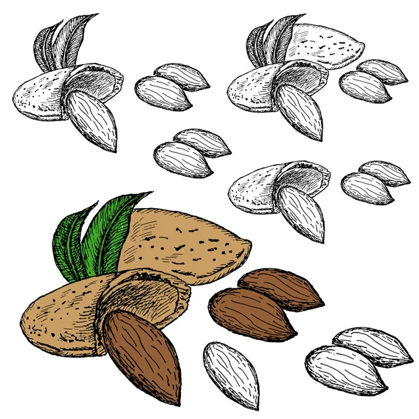 Amande aux noix — Image vectorielle
