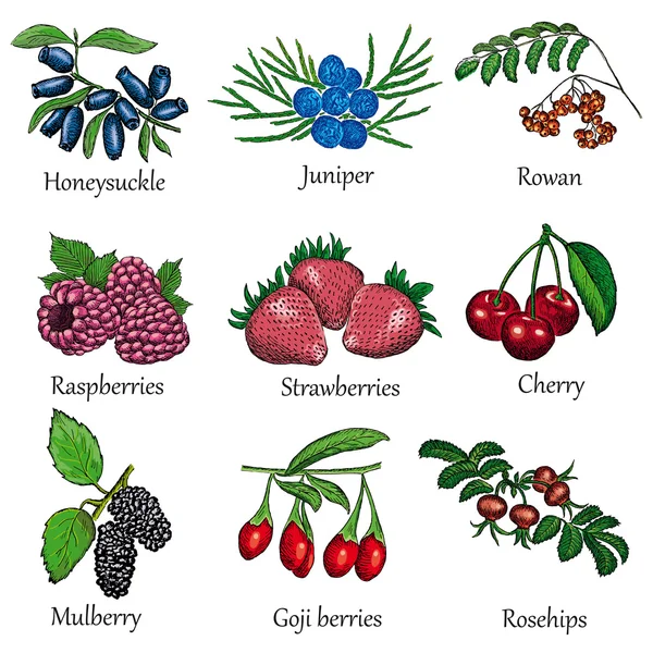 Berries set — Stock Vector