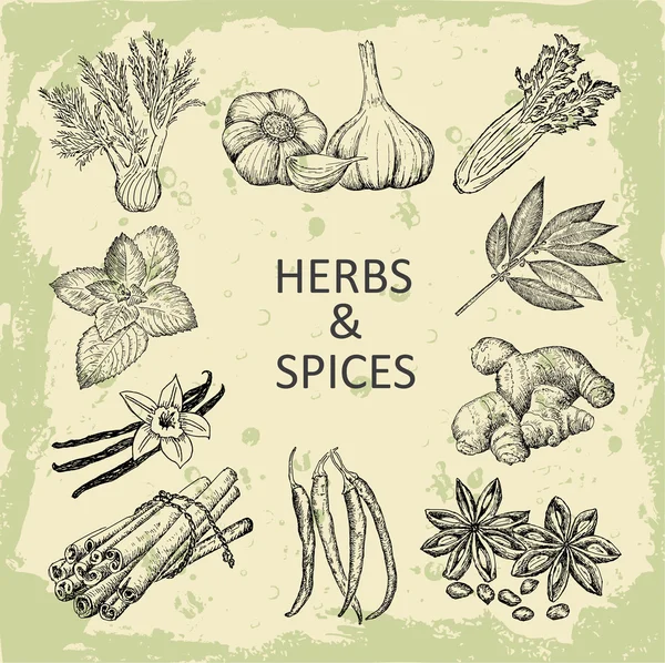 Herbes et épices — Image vectorielle