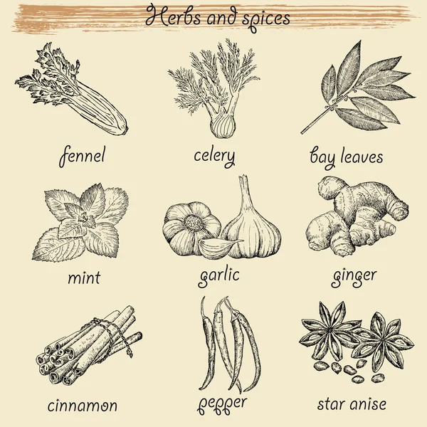 Ervas aromáticas e especiarias —  Vetores de Stock