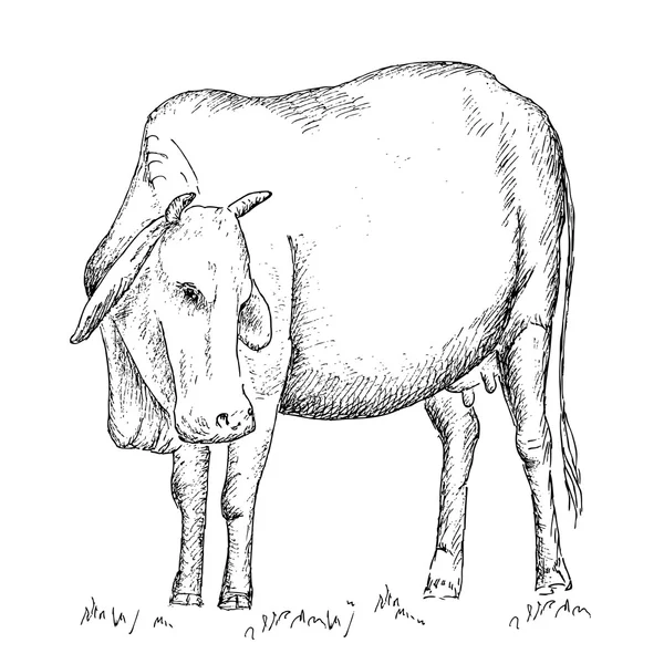 В'єтнамська-корова — стоковий вектор