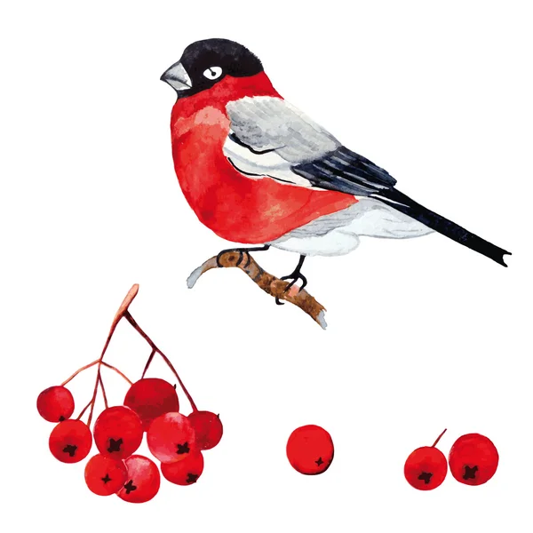Акварель из ягод и птиц — стоковый вектор