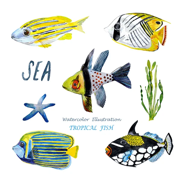 Suluboya tropikal balık.