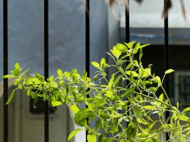 21 Ekim 2020 Tulsi kutsal fesleğen bıraktı. Bağışıklık güçlendirici Lokgram Kalyan Maharashtra Hindistan