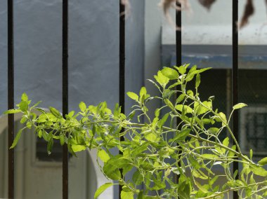 21 Ekim 2020 Tulsi kutsal fesleğen bıraktı. Bağışıklık güçlendirici Lokgram Kalyan Maharashtra Hindistan