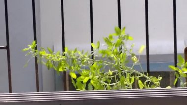 21 Ekim 2020 Tulsi kutsal fesleğen bıraktı. Bağışıklık güçlendirici Lokgram Kalyan Maharashtra Hindistan