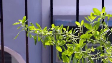 Tulsi kutsal fesleğen bıraktı Bağışıklık güçlendirici Lokgram Kalyan 