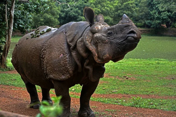 Juil 2007 Rhinocéros Noir Dans Parc Zoologique Nandankanan Bhubaneswar Odisha — Photo