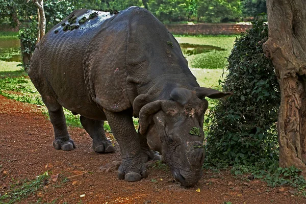 Jul 2007 Black Rhinoceros Nandankanan Zoological Park Bhubaneswar India Odisha — 스톡 사진