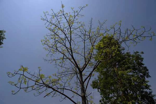 Зеленые Листья Шелк Хлопок Дерево Около Сангамнер Ahmednagar Района Махараштра — стоковое фото