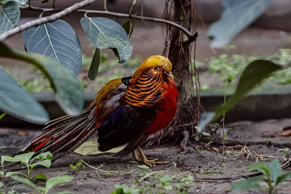 Ago 2007 Golden Pheasant Chrysolophus Pictus Alipore Zoo Kolkata West — Foto de Stock